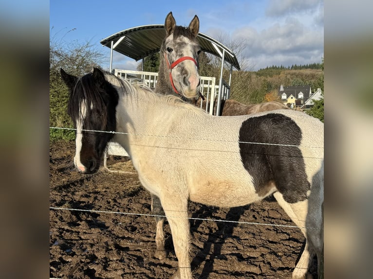 Altri pony/cavalli di piccola taglia Giumenta 3 Anni Grigio in Daleiden