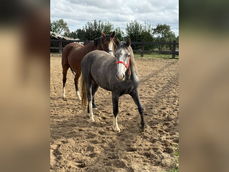 Altri pony/cavalli di piccola taglia Giumenta 3 Anni Grigio in Daleiden