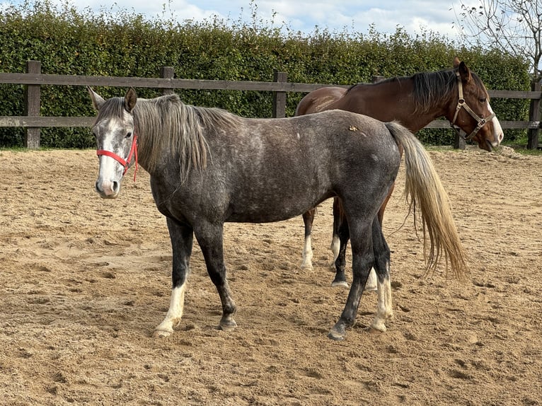 Altri pony/cavalli di piccola taglia Giumenta 3 Anni Grigio in Daleiden