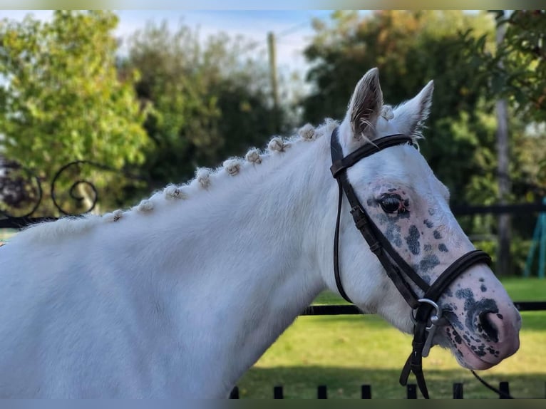 Altri pony/cavalli di piccola taglia Giumenta 4 Anni 120 cm Grigio in Neustadt (Wied)