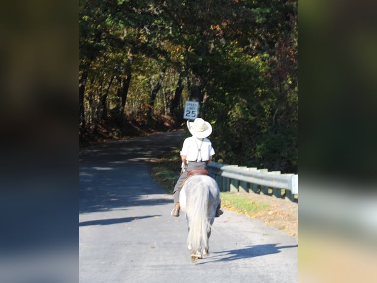 Altri pony/cavalli di piccola taglia Giumenta 4 Anni 124 cm Grigio in Rebersburg