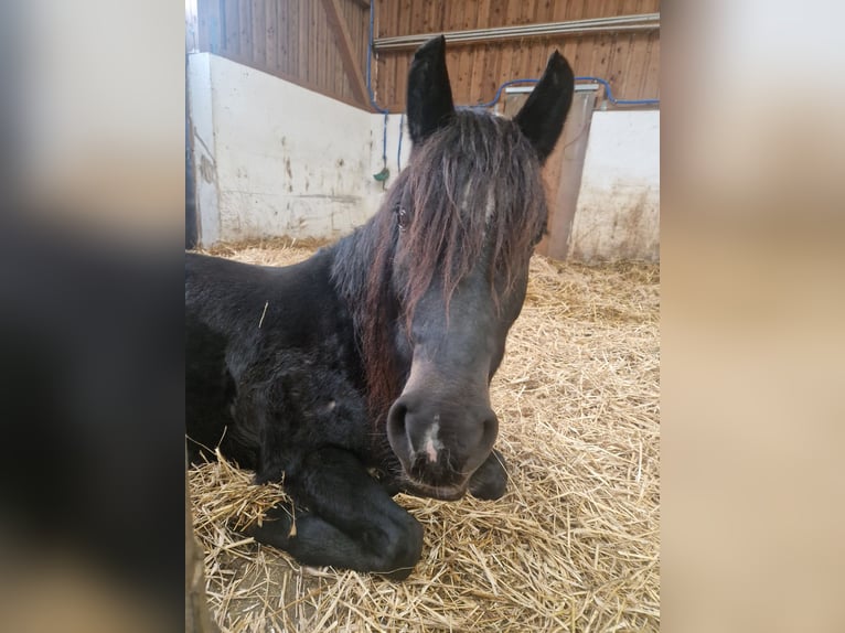 Altri pony/cavalli di piccola taglia Giumenta 4 Anni 142 cm Morello in Strass im strassertal