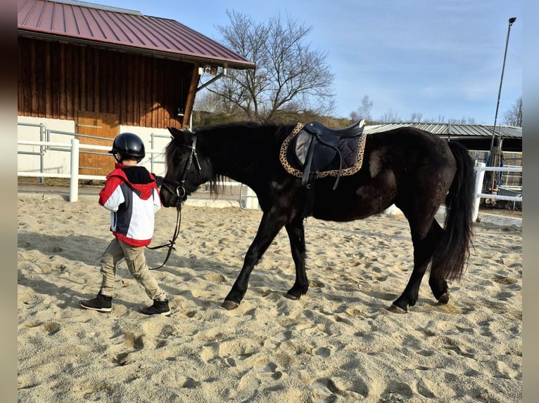 Altri pony/cavalli di piccola taglia Giumenta 4 Anni 142 cm Morello in Strass im strassertal