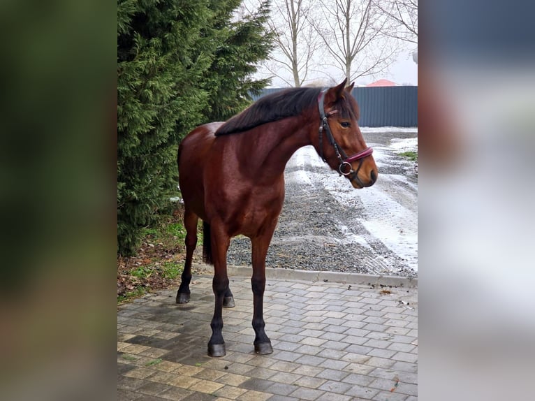 Altri pony/cavalli di piccola taglia Giumenta 4 Anni 148 cm Baio in Deggendorf