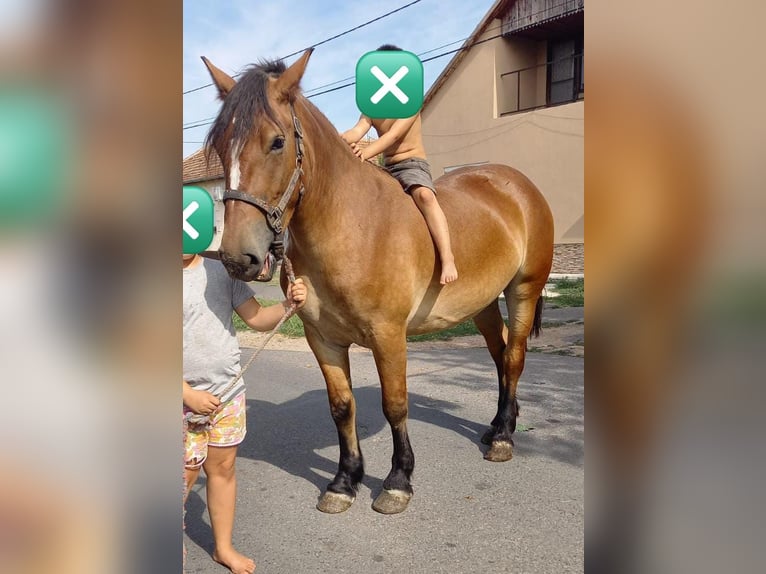 Altri pony/cavalli di piccola taglia Giumenta 4 Anni 150 cm in Deggendorf