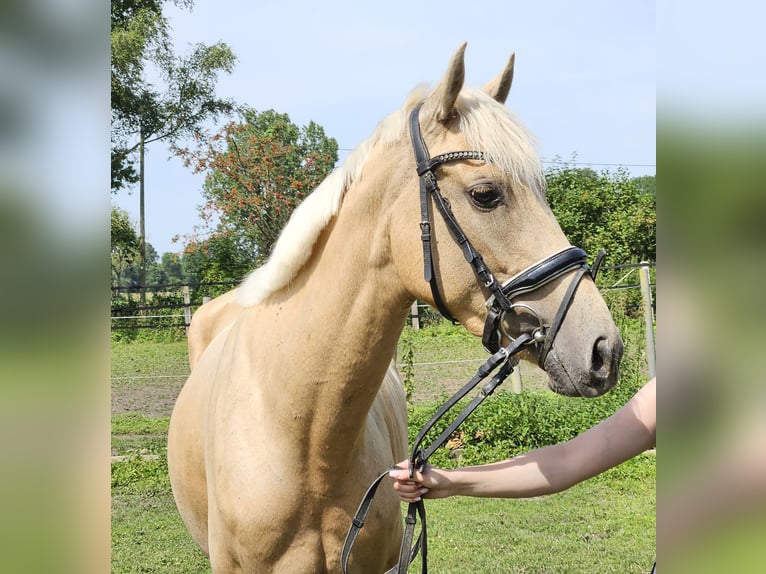 Altri pony/cavalli di piccola taglia Giumenta 4 Anni 155 cm Palomino in Nettetal