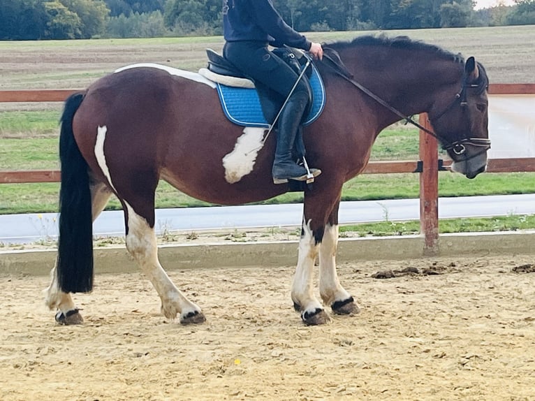 Altri pony/cavalli di piccola taglia Giumenta 4 Anni 157 cm Pezzato in Ursensollen