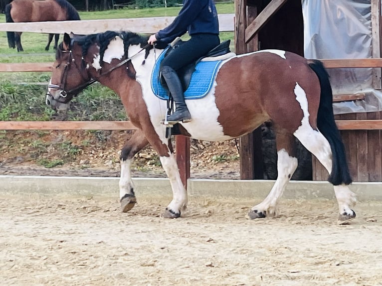 Altri pony/cavalli di piccola taglia Giumenta 4 Anni 157 cm Pezzato in Ursensollen