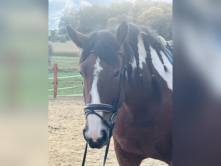 Altri pony/cavalli di piccola taglia Giumenta 4 Anni 157 cm Pezzato in Ursensollen