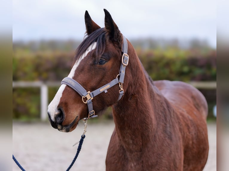 Altri pony/cavalli di piccola taglia Giumenta 4 Anni in Neustadt (Wied)