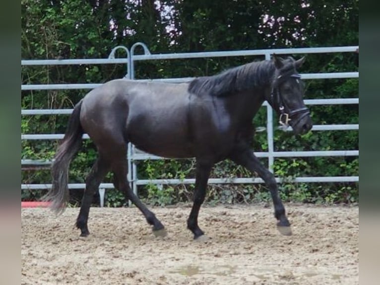 Altri pony/cavalli di piccola taglia Mix Giumenta 5 Anni 128 cm Morello in Bad Camberg