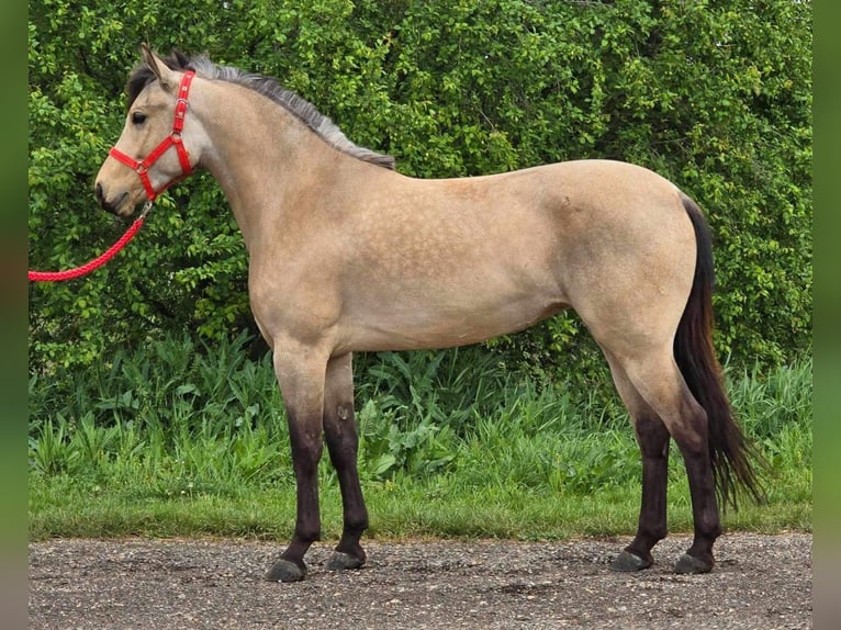 Altri pony/cavalli di piccola taglia Giumenta 5 Anni 142 cm in Deggendorf