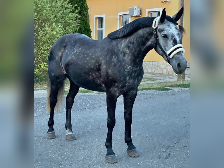 Altri pony/cavalli di piccola taglia Giumenta 5 Anni 143 cm in Deggendorf