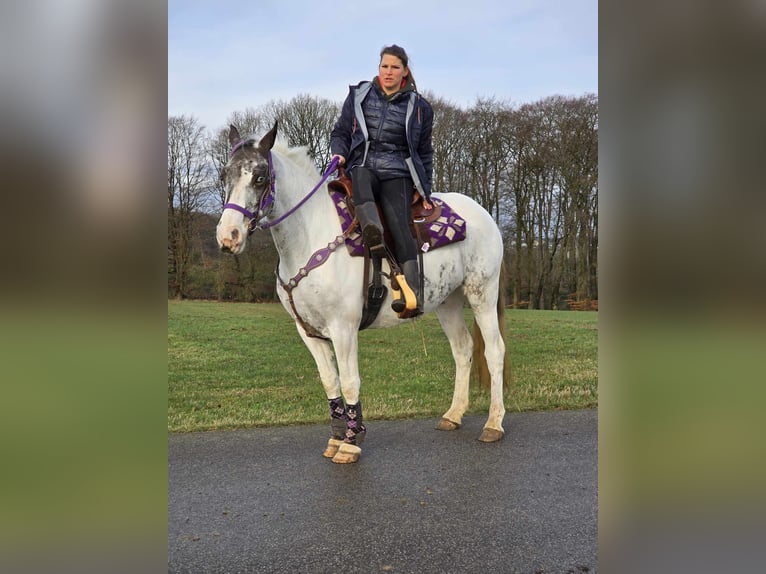 Altri pony/cavalli di piccola taglia Giumenta 5 Anni 146 cm Pezzato in Linkenbach