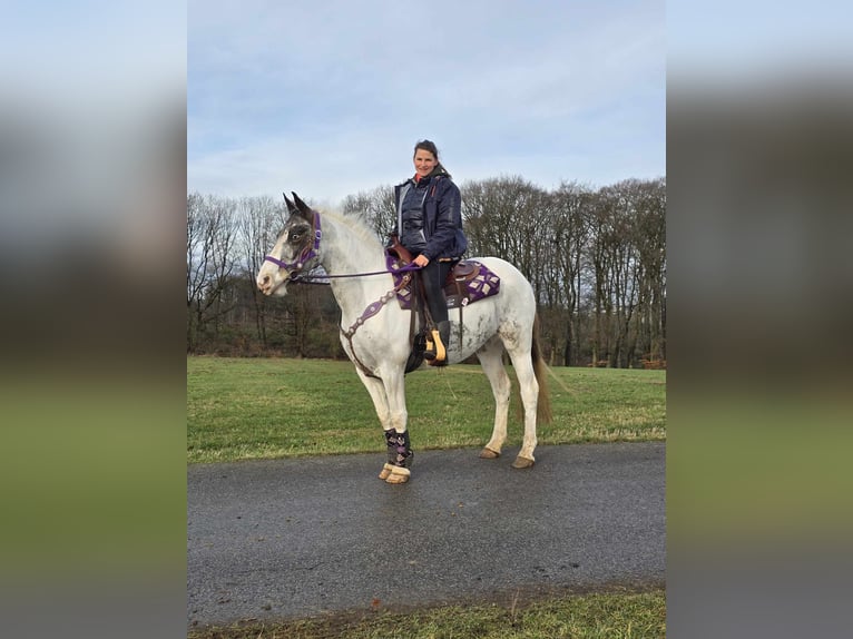 Altri pony/cavalli di piccola taglia Giumenta 5 Anni 146 cm Pezzato in Linkenbach