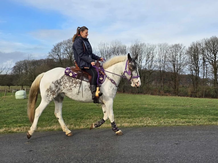 Altri pony/cavalli di piccola taglia Giumenta 5 Anni 146 cm Pezzato in Linkenbach