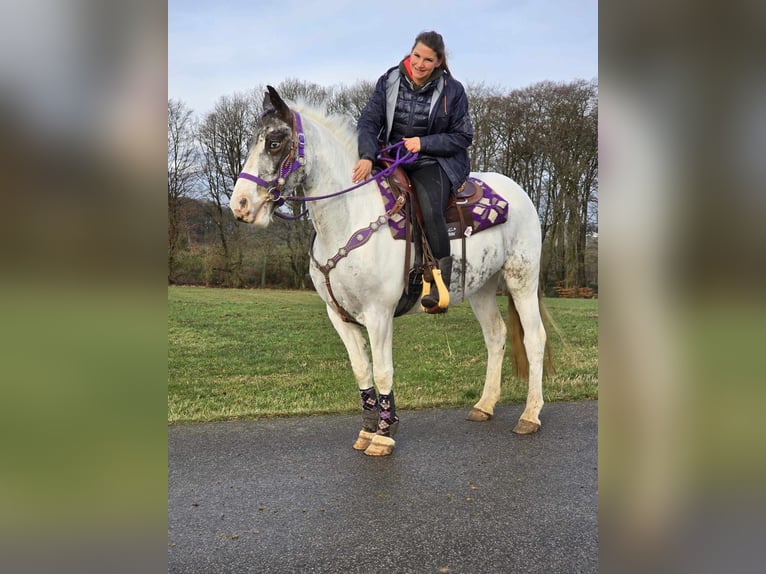 Altri pony/cavalli di piccola taglia Giumenta 5 Anni 146 cm Pezzato in Linkenbach