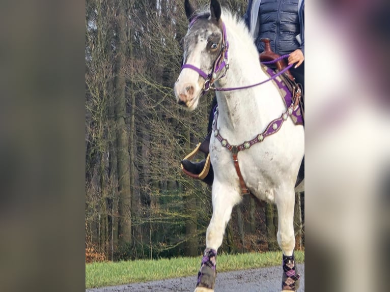 Altri pony/cavalli di piccola taglia Giumenta 5 Anni 146 cm Pezzato in Linkenbach