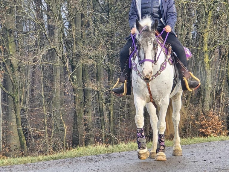 Altri pony/cavalli di piccola taglia Giumenta 5 Anni 146 cm Pezzato in Linkenbach