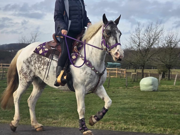 Altri pony/cavalli di piccola taglia Giumenta 5 Anni 146 cm Pezzato in Linkenbach