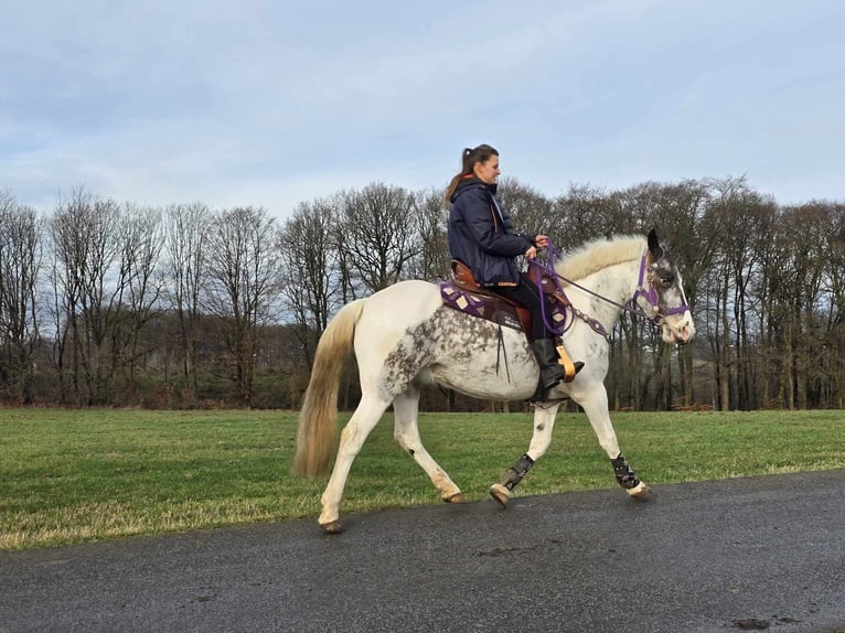 Altri pony/cavalli di piccola taglia Giumenta 5 Anni 146 cm Pezzato in Linkenbach