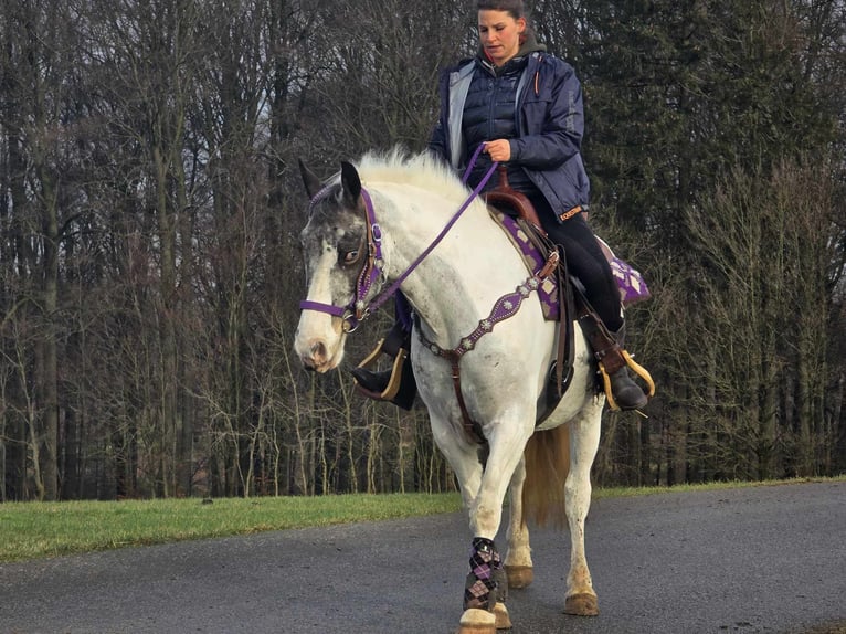 Altri pony/cavalli di piccola taglia Giumenta 5 Anni 146 cm Pezzato in Linkenbach