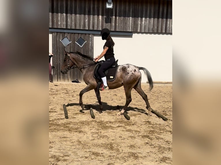 Altri pony/cavalli di piccola taglia Giumenta 5 Anni 148 cm Leopard in Daleiden