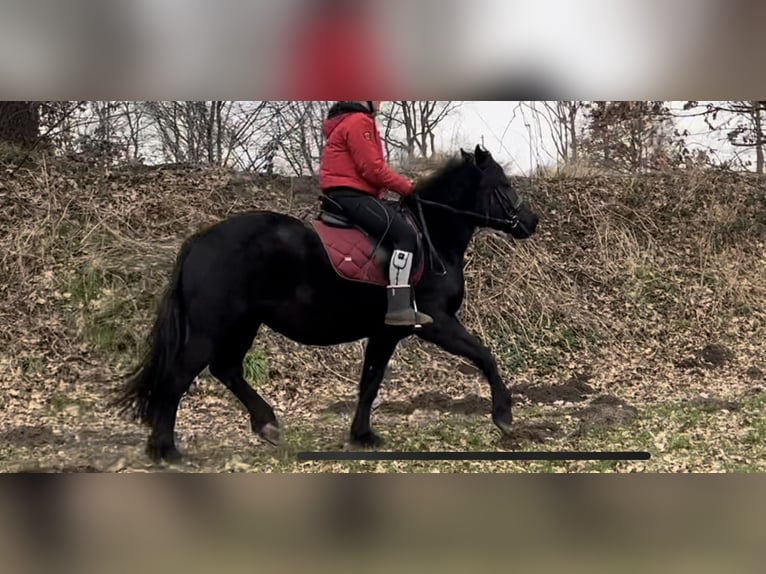 Altri pony/cavalli di piccola taglia Mix Giumenta 5 Anni 150 cm Morello in Schiffdorf