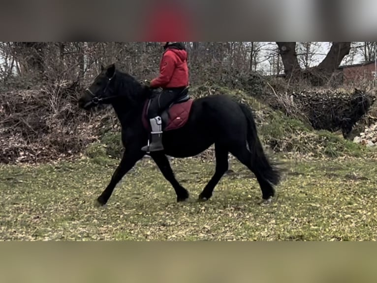 Altri pony/cavalli di piccola taglia Mix Giumenta 5 Anni 150 cm Morello in Schiffdorf