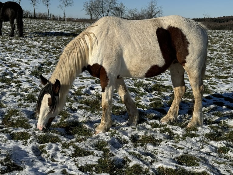 Altri pony/cavalli di piccola taglia Mix Giumenta 5 Anni 150 cm Pezzato in Daleiden