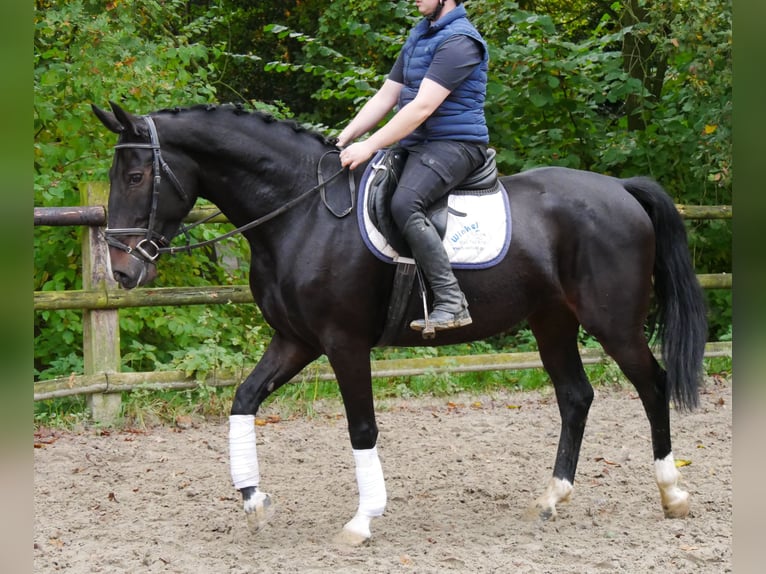 Altri pony/cavalli di piccola taglia Giumenta 5 Anni 160 cm in Dorsten