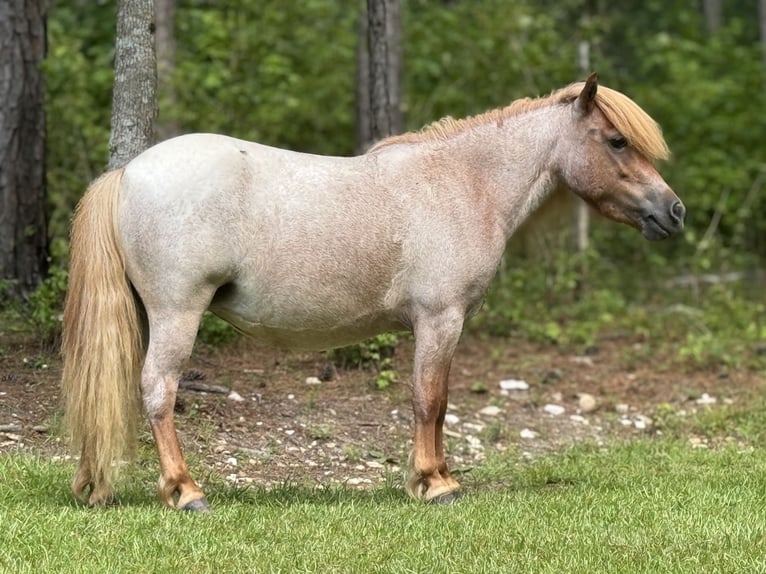 Altri pony/cavalli di piccola taglia Giumenta 5 Anni 94 cm Roano rosso in Brierfield