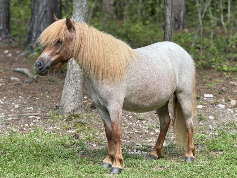 Altri pony/cavalli di piccola taglia Giumenta 5 Anni 94 cm Roano rosso in Brierfield