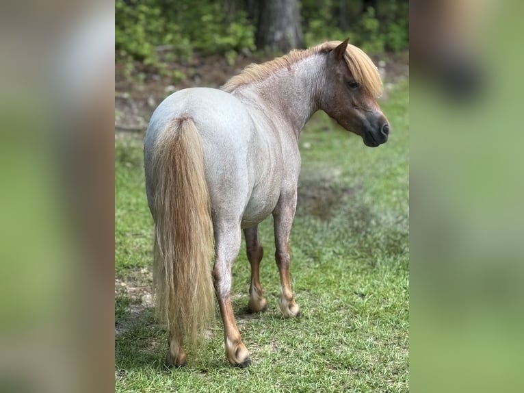 Altri pony/cavalli di piccola taglia Giumenta 5 Anni 94 cm Roano rosso in Brierfield