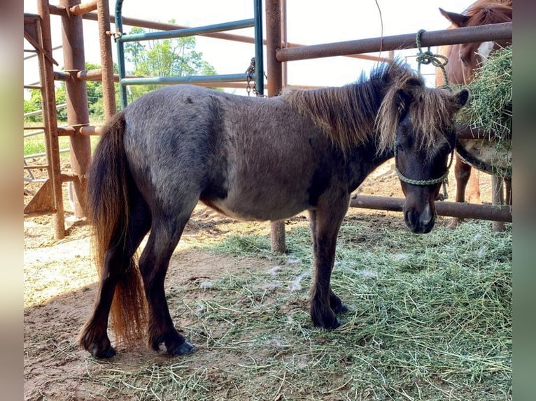 Altri pony/cavalli di piccola taglia Giumenta 5 Anni 94 cm Sauro scuro in Carthage