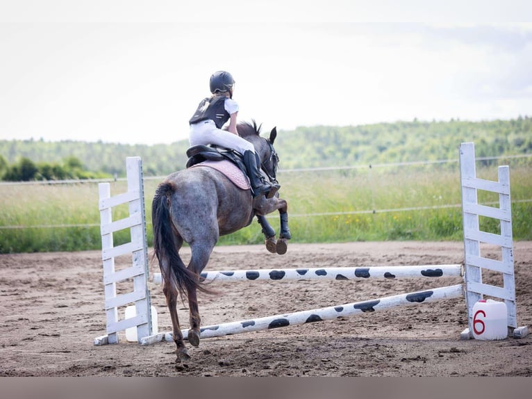 Altri pony/cavalli di piccola taglia Giumenta 5 Anni Roano blu in Przetoczyno