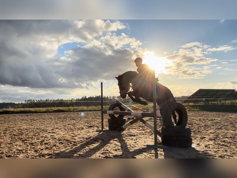 Altri pony/cavalli di piccola taglia Giumenta 5 Anni Roano blu in Przetoczyno