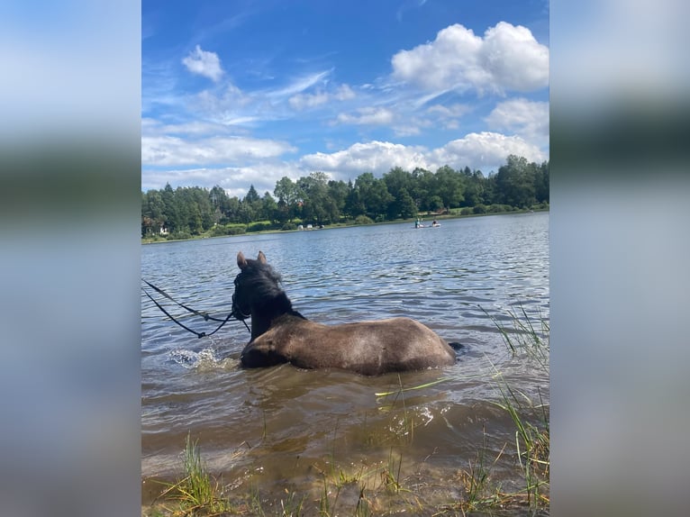 Altri pony/cavalli di piccola taglia Giumenta 5 Anni Roano blu in Przetoczyno