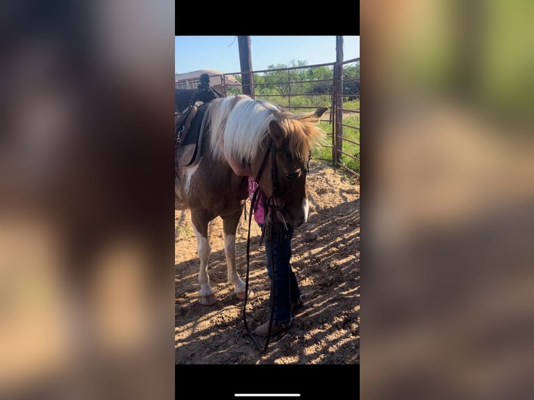 Altri pony/cavalli di piccola taglia Giumenta 6 Anni 112 cm Pezzato in Killeen