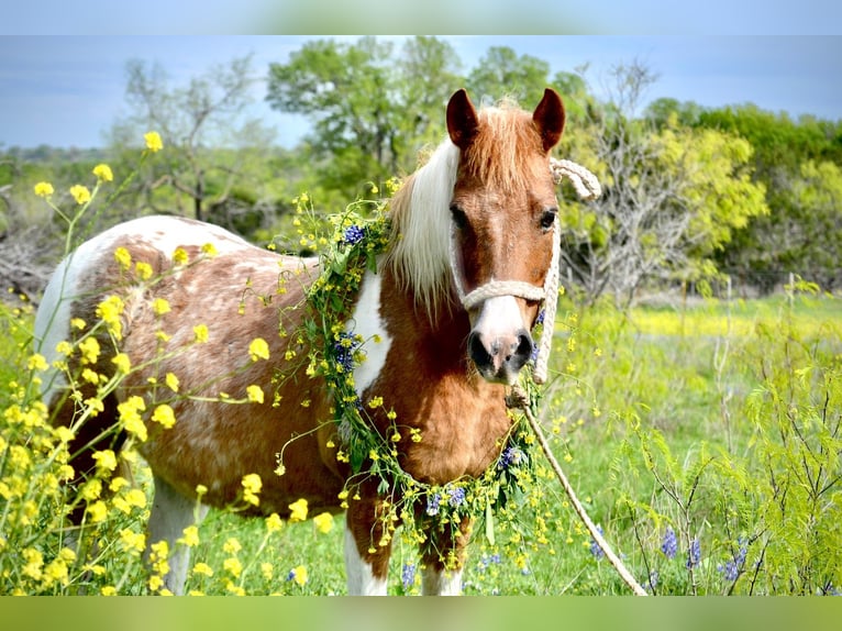 Altri pony/cavalli di piccola taglia Giumenta 6 Anni 112 cm Pezzato in Killeen