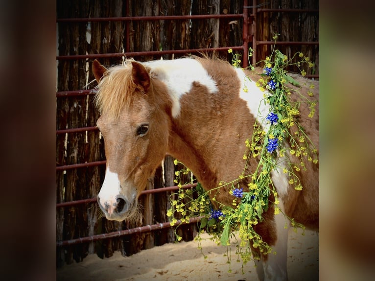 Altri pony/cavalli di piccola taglia Giumenta 6 Anni 112 cm Pezzato in Killeen