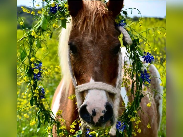 Altri pony/cavalli di piccola taglia Giumenta 6 Anni 112 cm Pezzato in Killeen