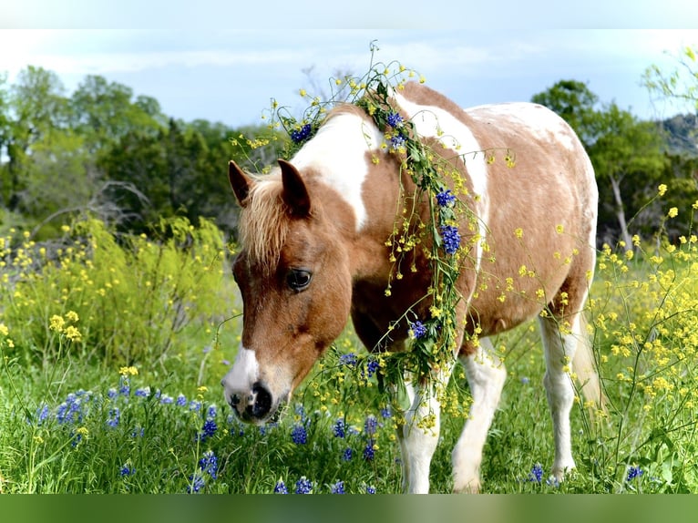 Altri pony/cavalli di piccola taglia Giumenta 6 Anni 112 cm Pezzato in Killeen