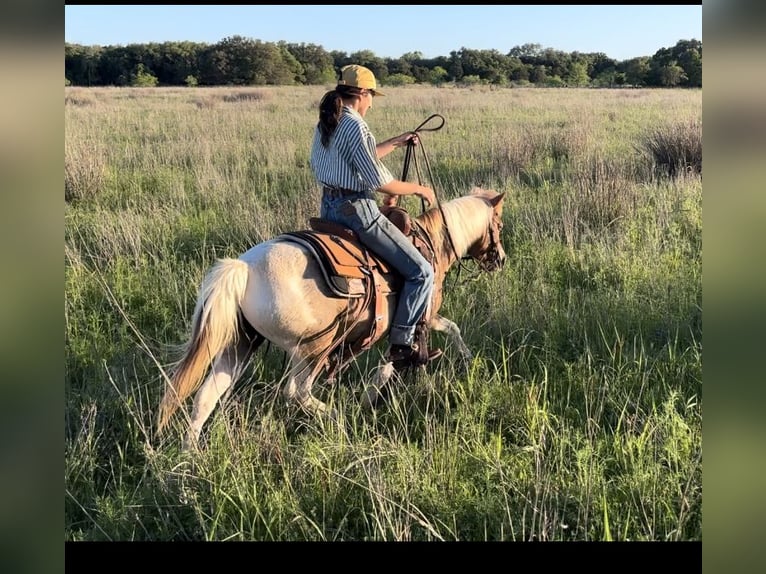 Altri pony/cavalli di piccola taglia Giumenta 6 Anni 112 cm Pezzato in Killeen