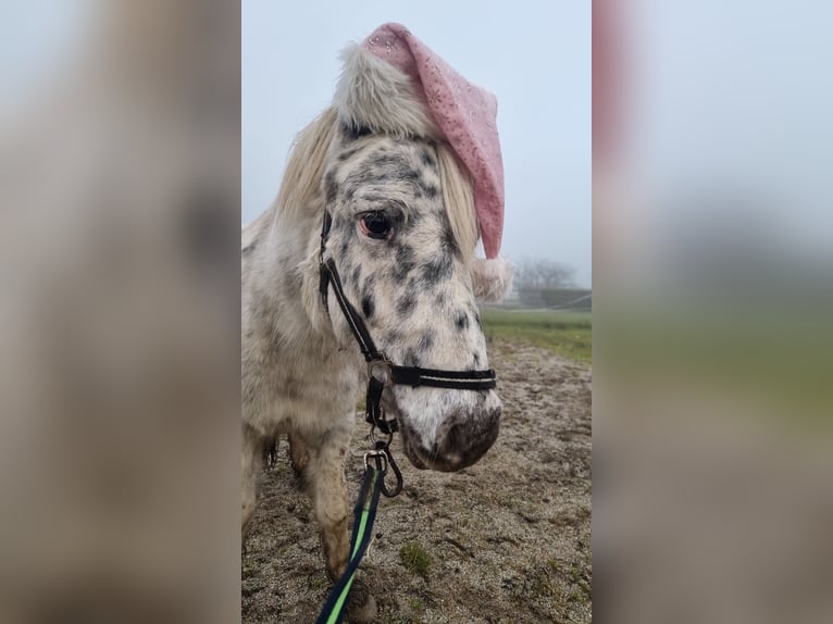 Altri pony/cavalli di piccola taglia Giumenta 6 Anni 115 cm Leopard in Neunburg vorm Wald