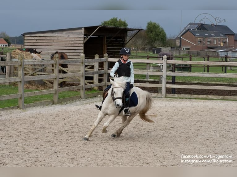 Altri pony/cavalli di piccola taglia Mix Giumenta 6 Anni 116 cm Grigio in Baal