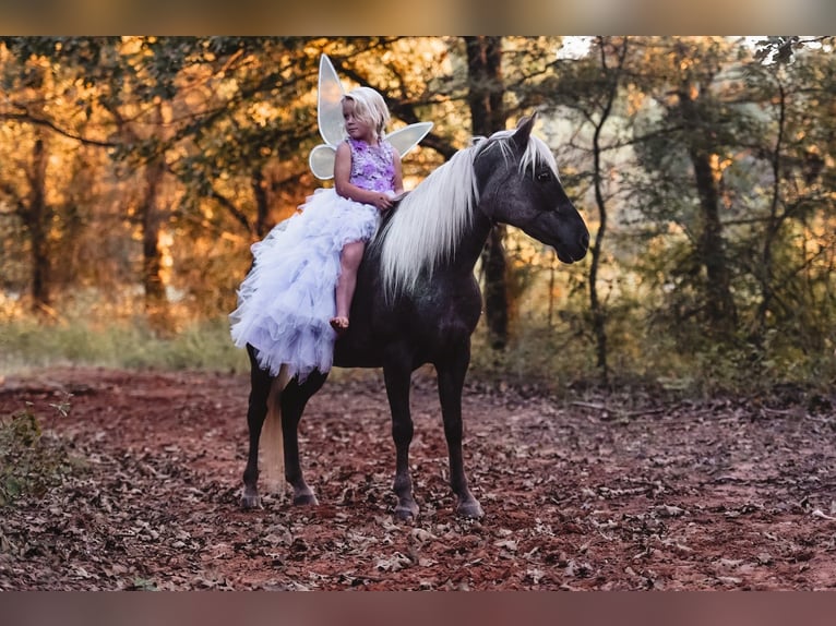 Altri pony/cavalli di piccola taglia Giumenta 6 Anni 122 cm in Macomb