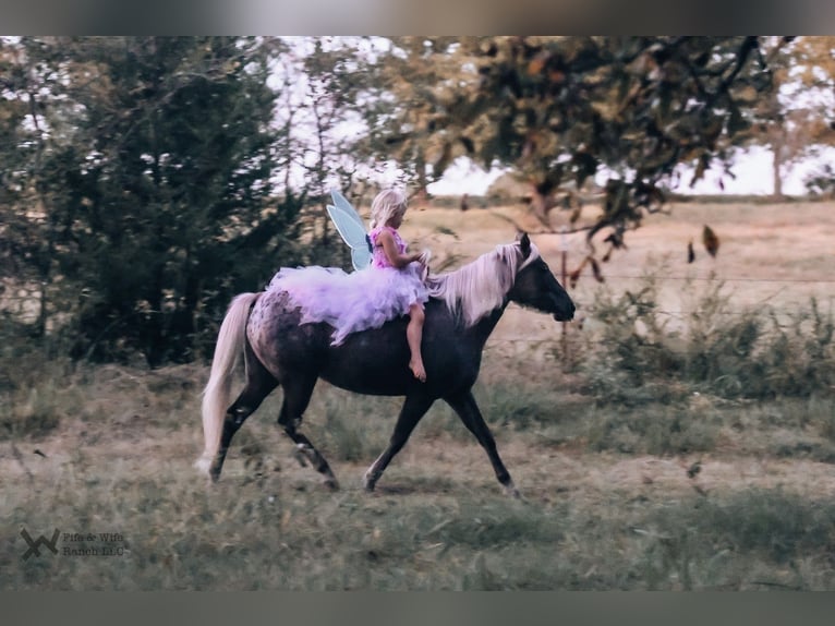 Altri pony/cavalli di piccola taglia Giumenta 6 Anni 122 cm in Macomb