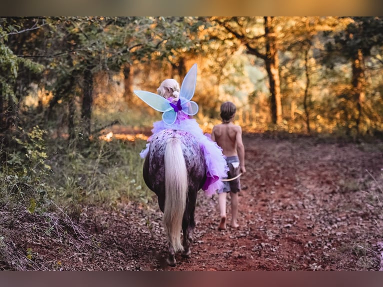 Altri pony/cavalli di piccola taglia Giumenta 6 Anni 122 cm in Macomb