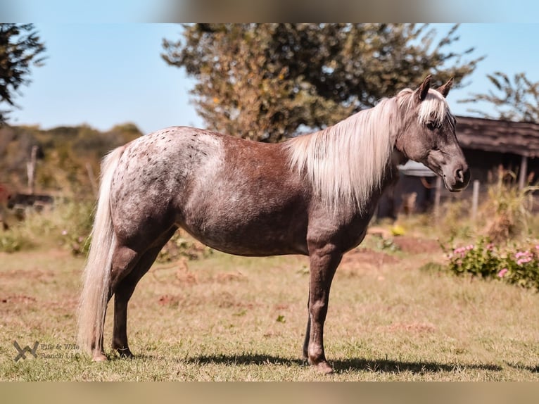 Altri pony/cavalli di piccola taglia Giumenta 6 Anni 122 cm in Macomb